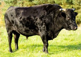 Immediate Options To Wagyu Beef In Step-by-step Element