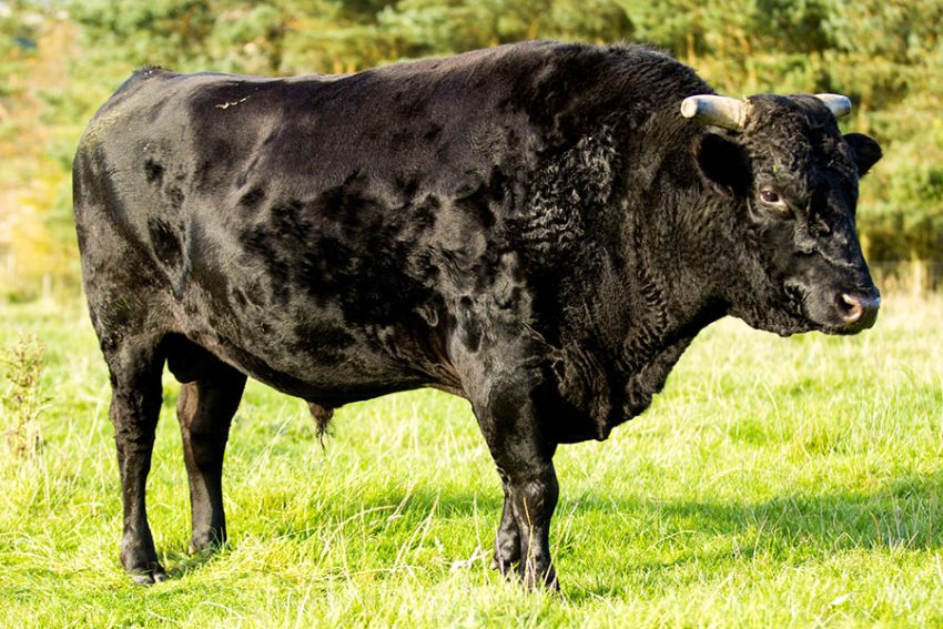 Immediate Options To Wagyu Beef In Step-by-step Element